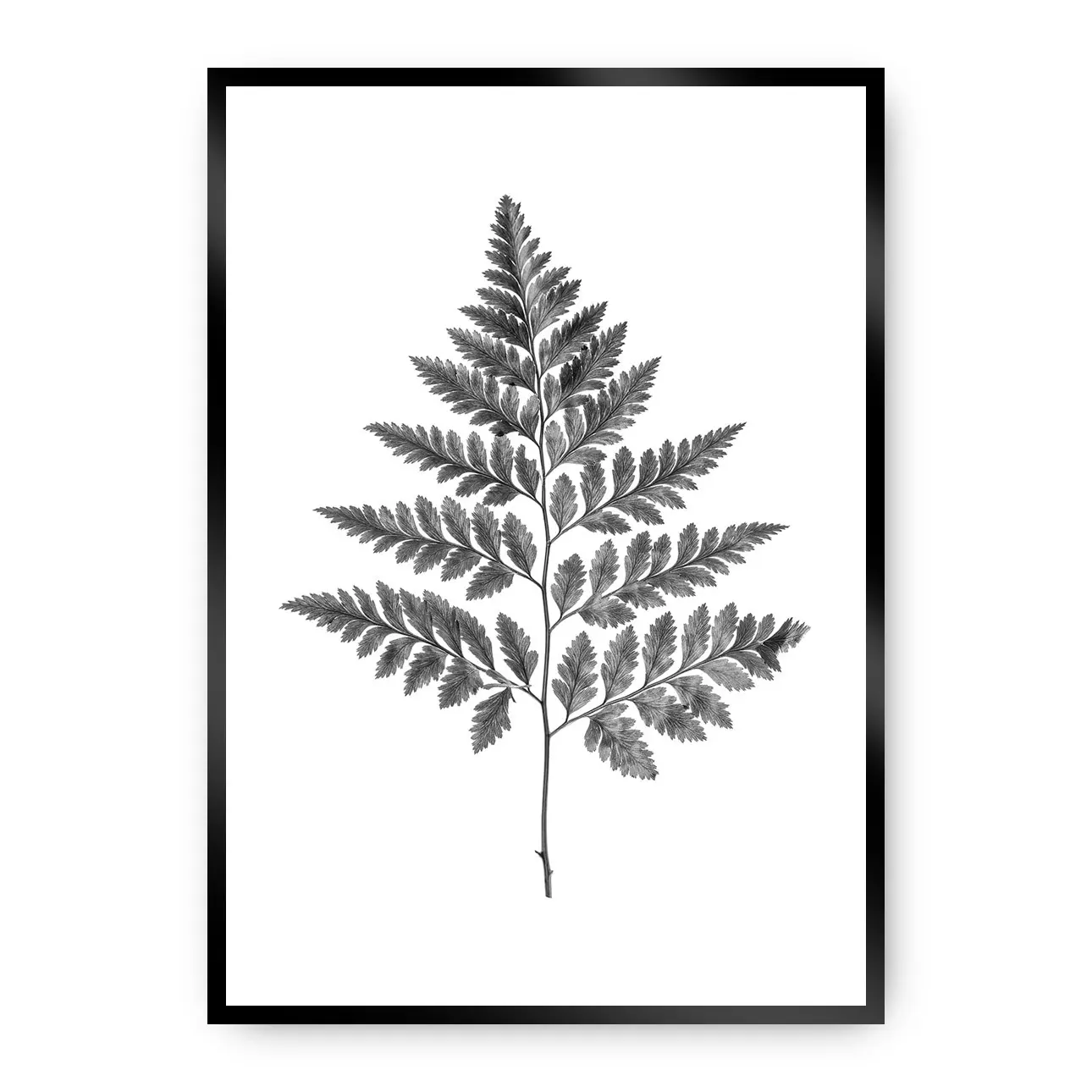 Dekoria Plakát Fern Grey, 30 x 40 cm, Ramka: Czarna