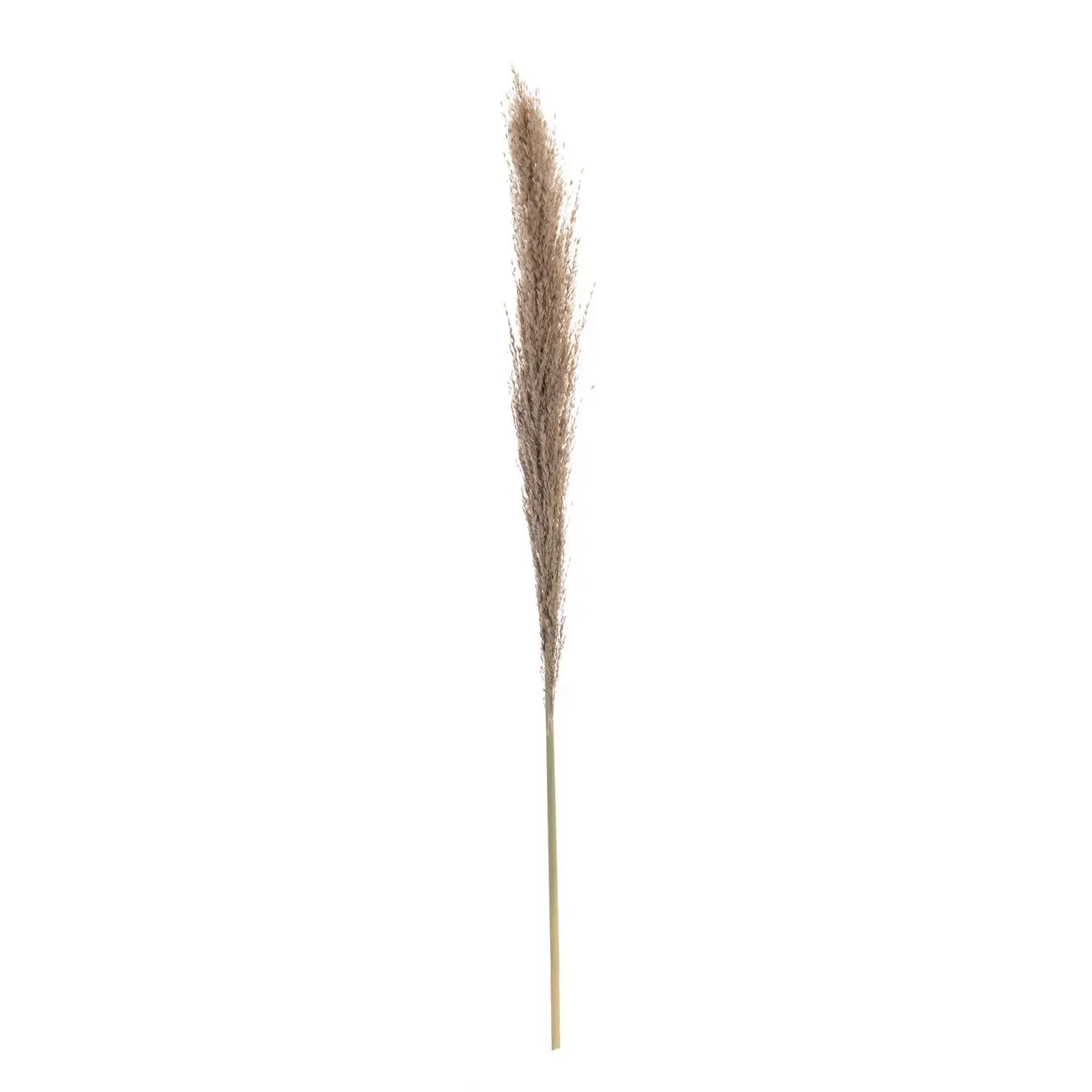 Dekoria Větvička Pampas Grass 130cm, 130 cm