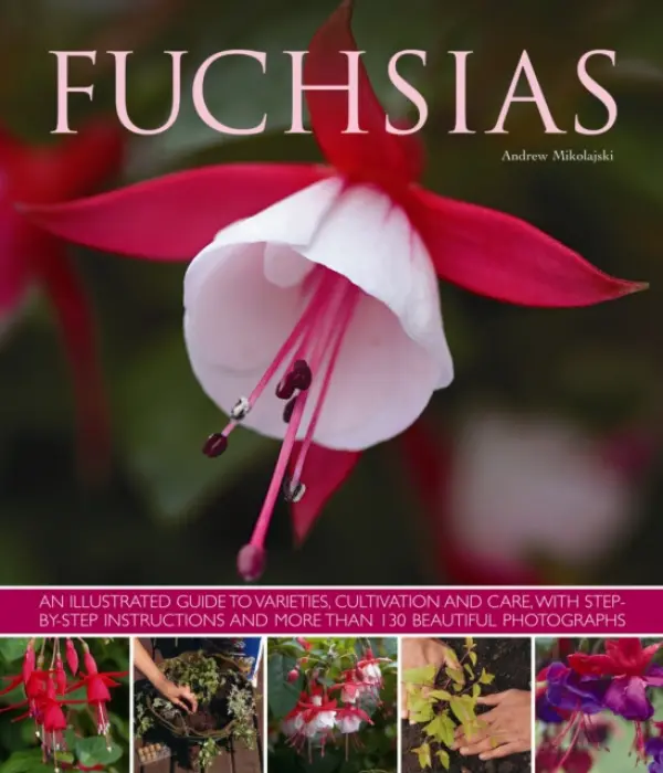 Fuchsias - Mikolajski, Andrew