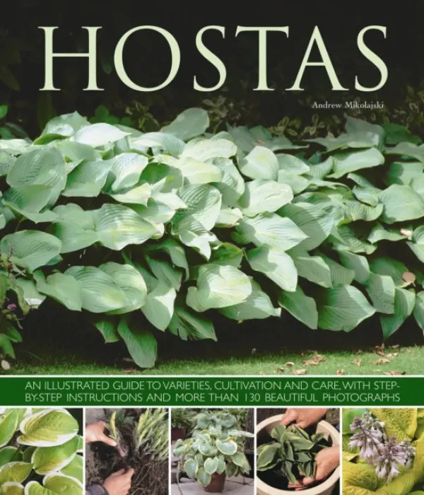 Hostas - Mikolajski, Andrew