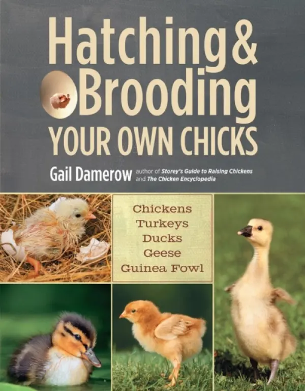 Hatching & Brooding Your Own Chicks - Damerow, Gail