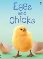 Eggs and Chicks - Patchett, Fiona