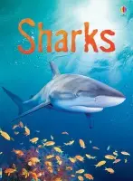 Sharks - Clarke, Catriona
