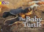 Baby Turtle - Belcher, Andy a Belcher, Angie