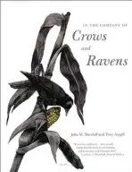 In the Company of Crows and Ravens - Marzluff, John M. a Angell, Tony