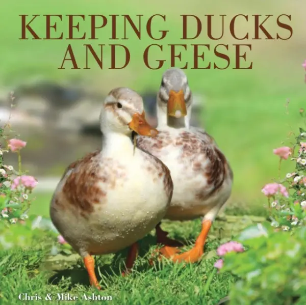 Keeping Ducks and Geese - Ashton, Chris and Mike a Ashton, Chris a Ashton, Mike