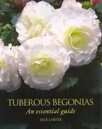 Tuberous Begonias - Larter, Jack