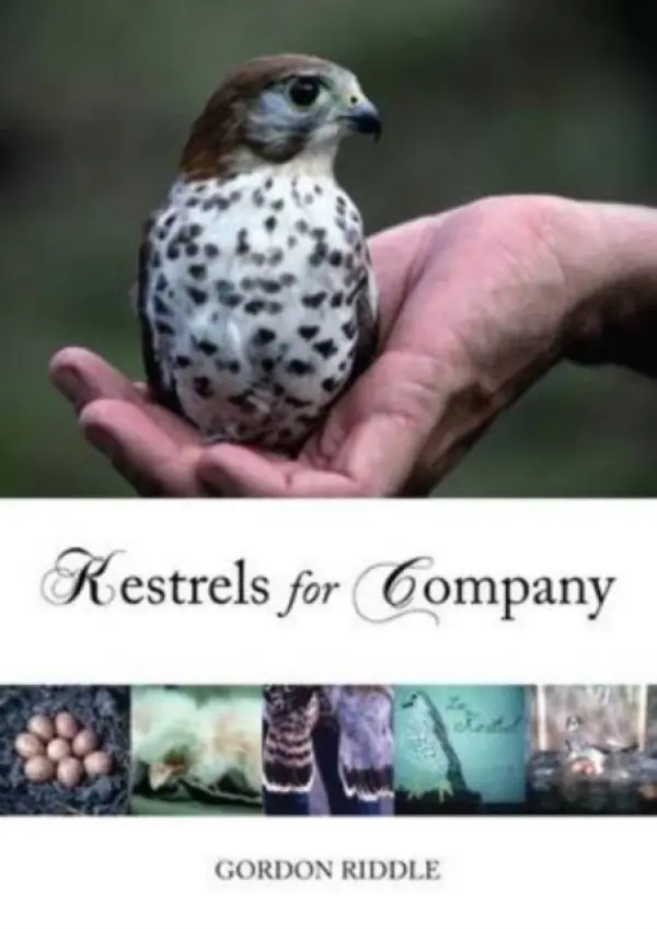 Kestrels for Company - Riddle, Gordon
