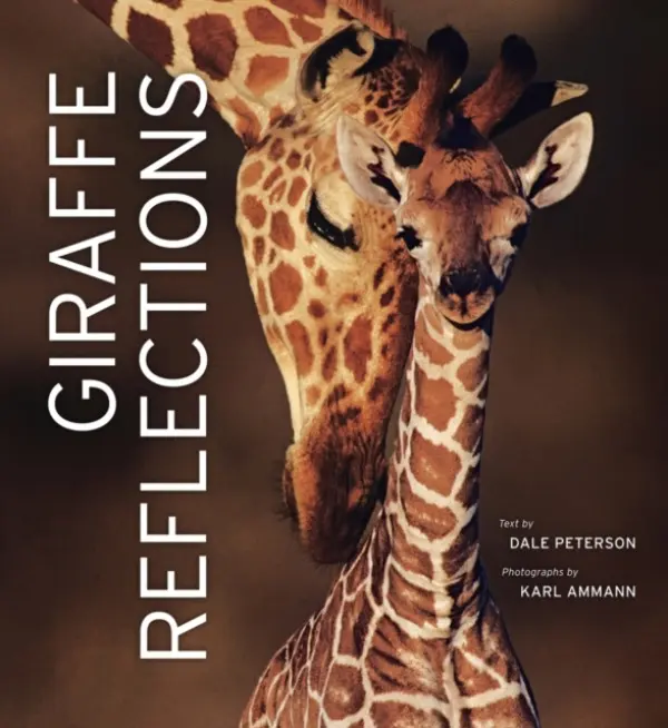 Giraffe Reflections - Peterson, Dale