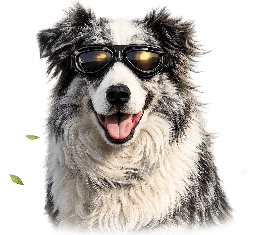 Brýle M-Pets Trailblazer pro psy