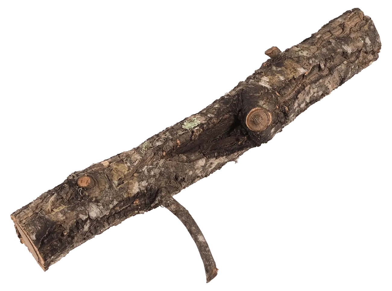Dekorace Repti Planet Korková větev S 15-30 cm