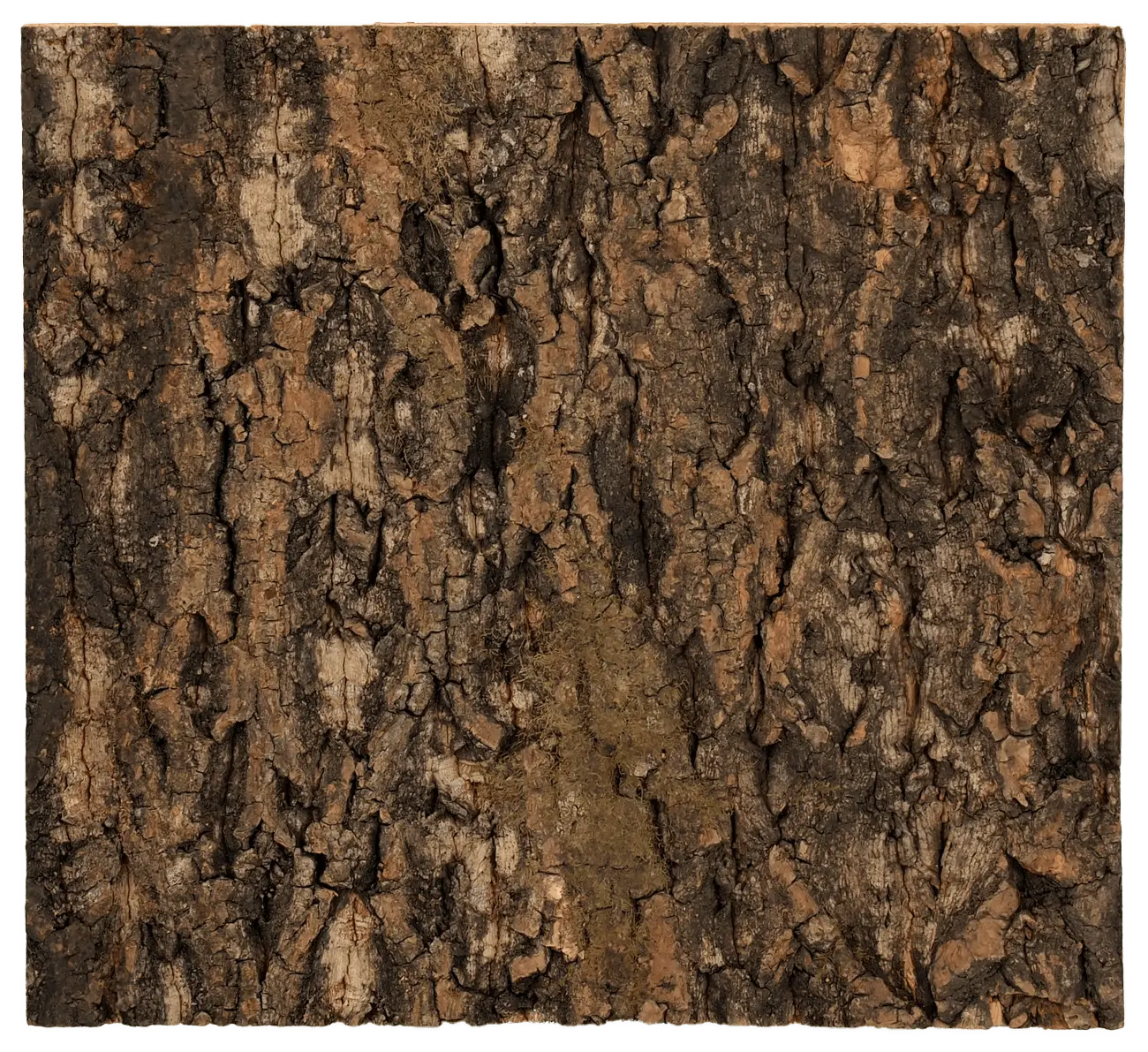 Pozadí Repti Planet korek přírodní 29x27,3x2cm