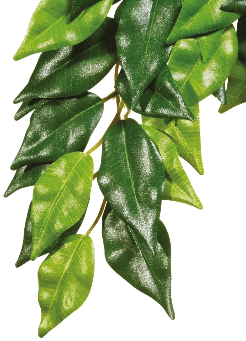 Rostlina EXO TERRA Ficus střední 55 cm