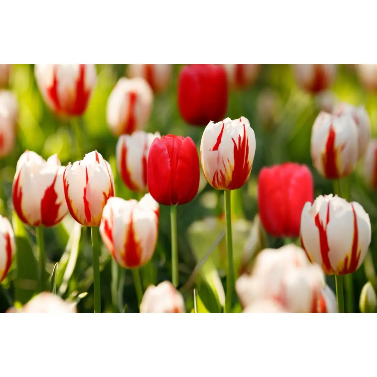 25dílná směs tulipánů