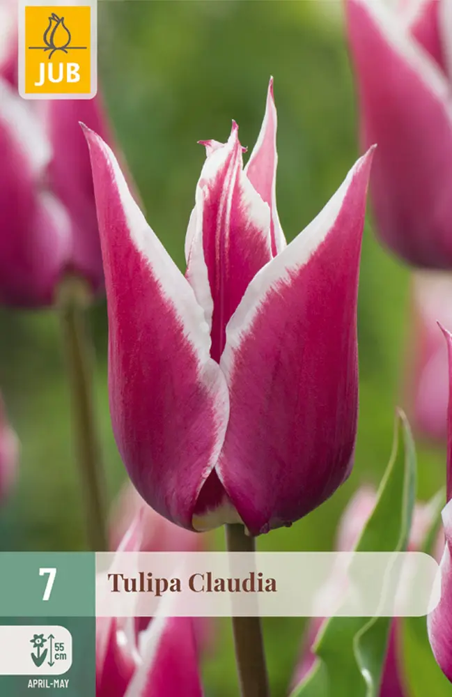 850489/8204 Tulipány Claudia 7ks