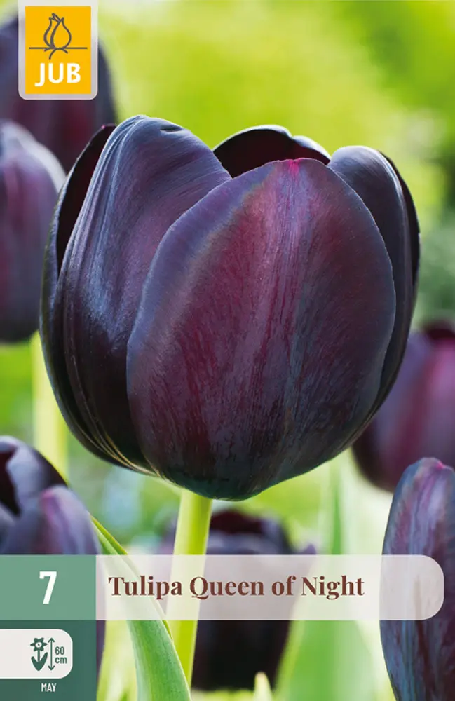 850607/8303 Tulipány Moonblus 7ks