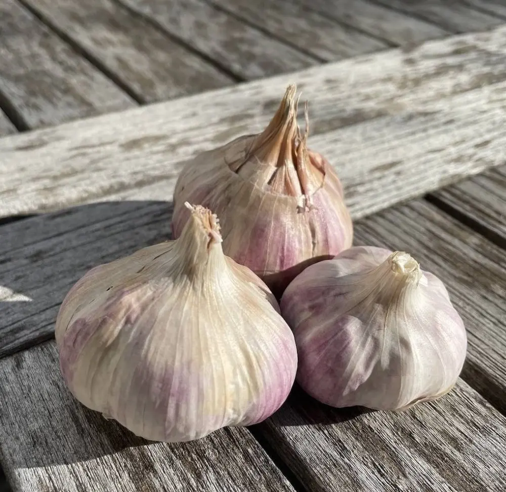 Česnek sadbový Germidour (pytel 4palice)