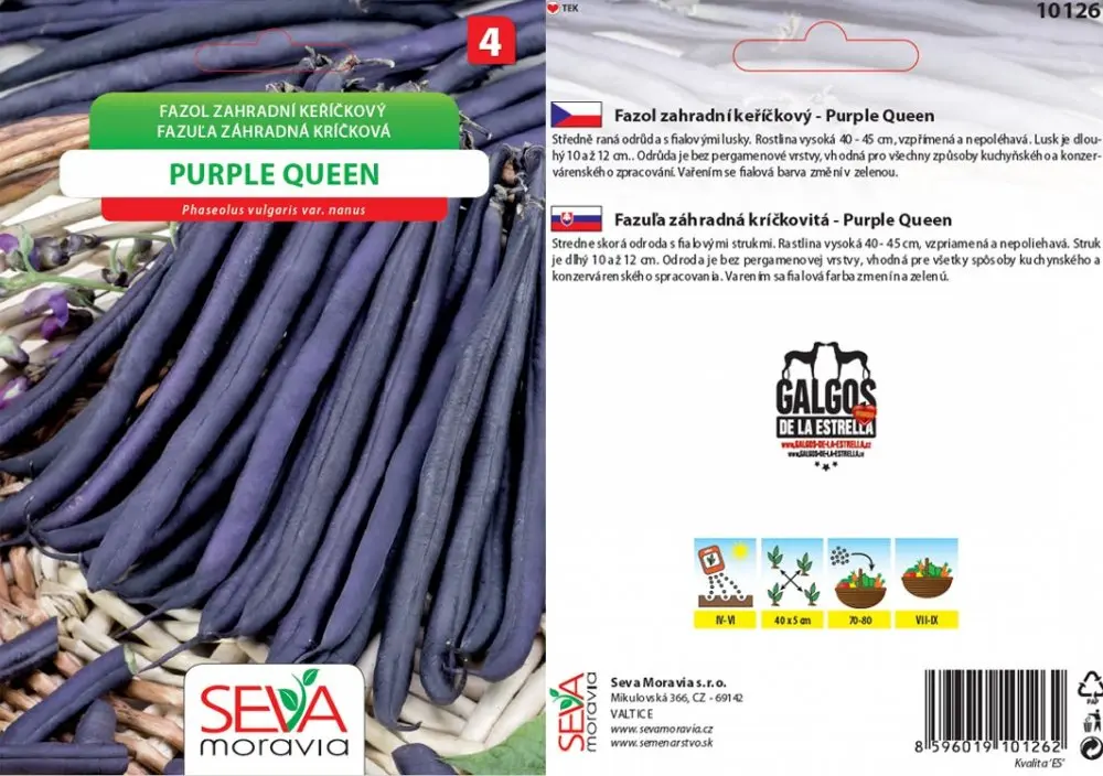 10126/x Fazol keř. Purple Queen 20g