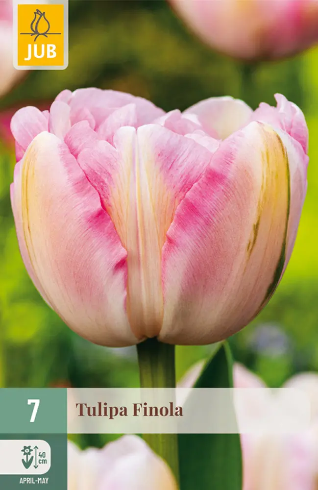 Tulipán Finola 7 ks