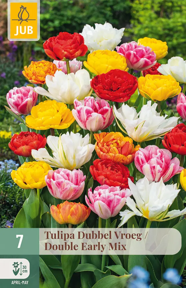850243/8208 Tulipány plnokvěté rané směs 7ks