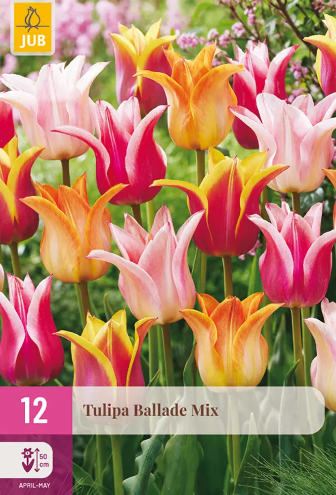 853024/8502 Tulipány Ballade směs 12 ks