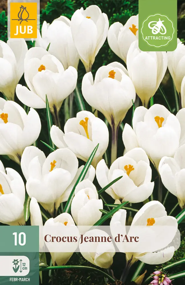 Krokus Jeanne d’Arc 10 ks