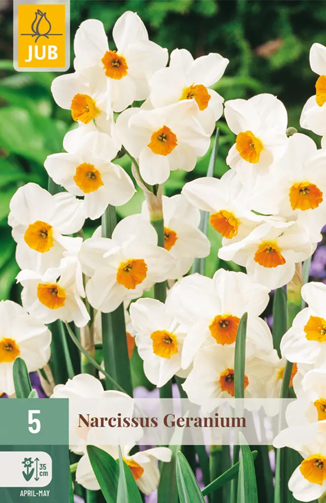 850360/7502 Narcisy Geranium 5ks