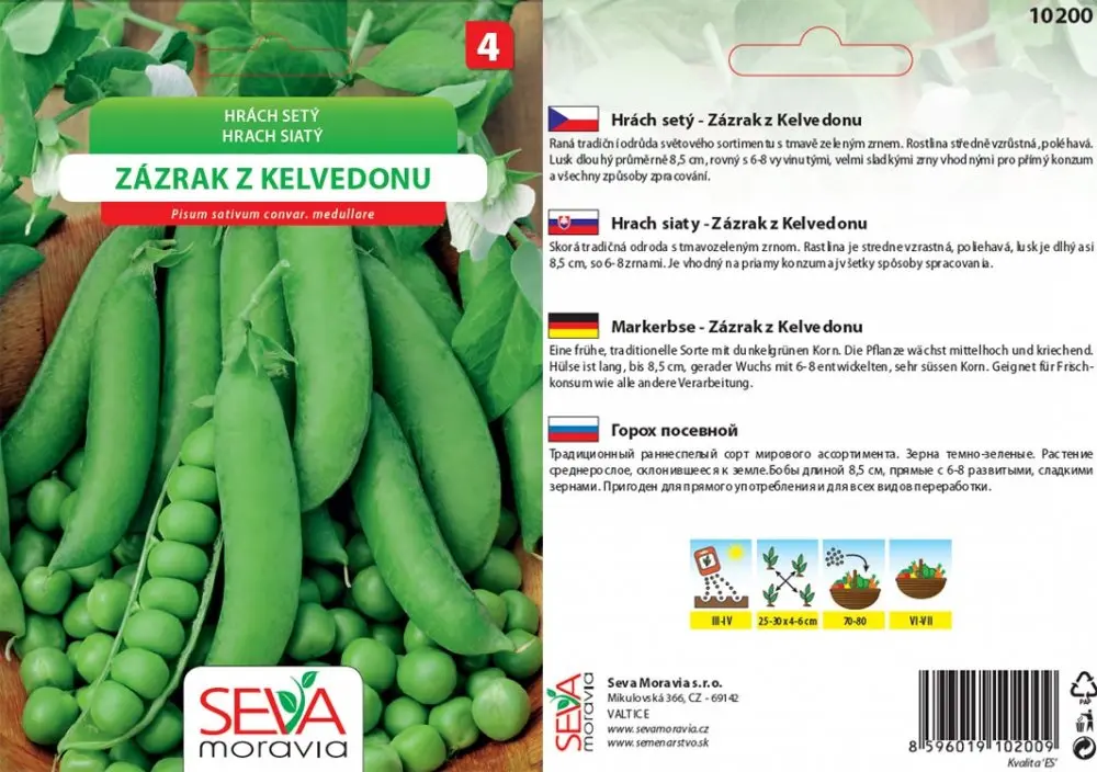 Semínka Hrách setý "Zázrak z Kelvedonu" (Pisum sativum L. convar. medullare)