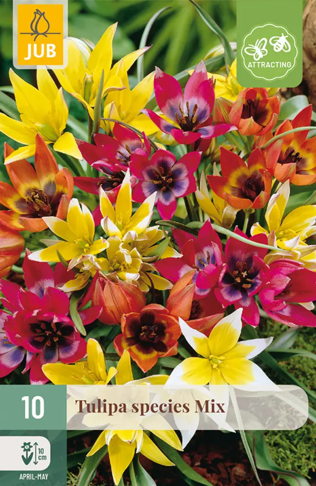 Tulipán Species Mix 10 ks