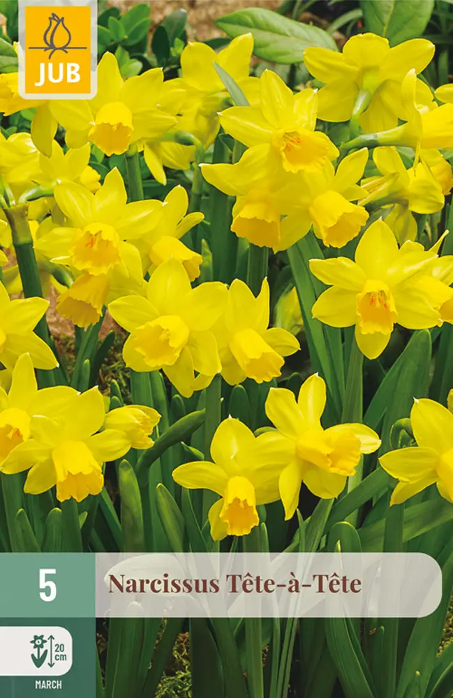 Narcis Tête-à-Tête 5 ks