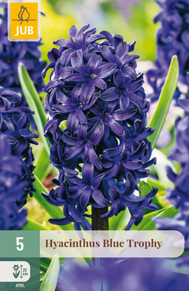 850601/7107 Hyacinty Blue Trophy 5ks