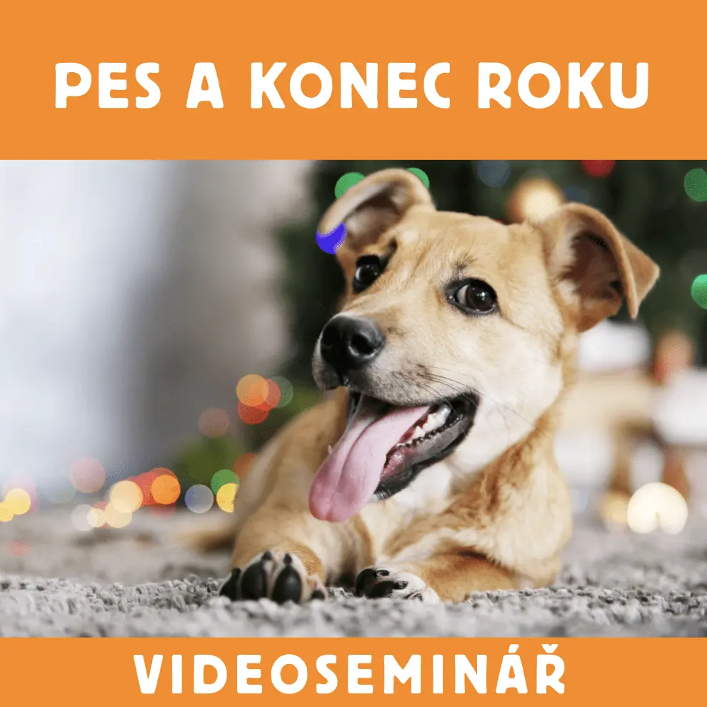 Dokonalá Láska VIDEOSEMINÁŘ – PES A KONEC ROKU