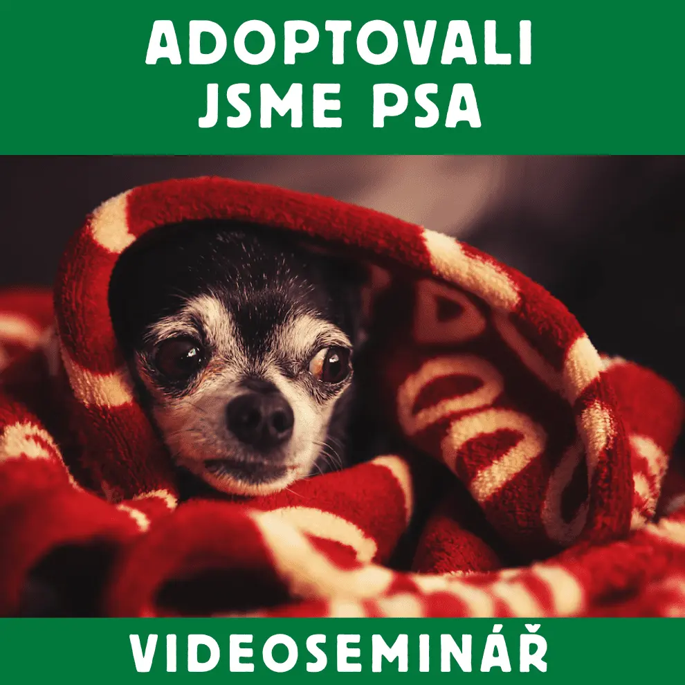 Dokonalá Láska VIDEOSEMINÁŘ – ADOPTOVALI JSME PSA