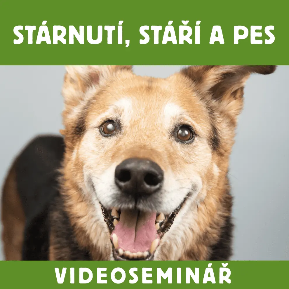 Dokonalá Láska VIDEOSEMINÁŘ – STÁRNUTÍ, STÁŘÍ A PES