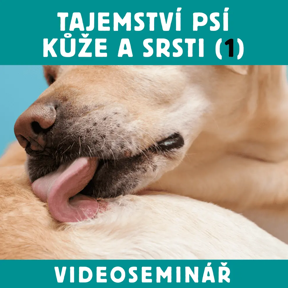 Dokonalá Láska VIDEOSEMINÁŘ – TAJEMSTVÍ PSÍ KŮŽE A SRSTI