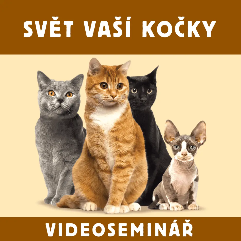 Dokonalá Láska VIDEOSEMINÁŘ - SVĚT VAŠÍ KOČKY