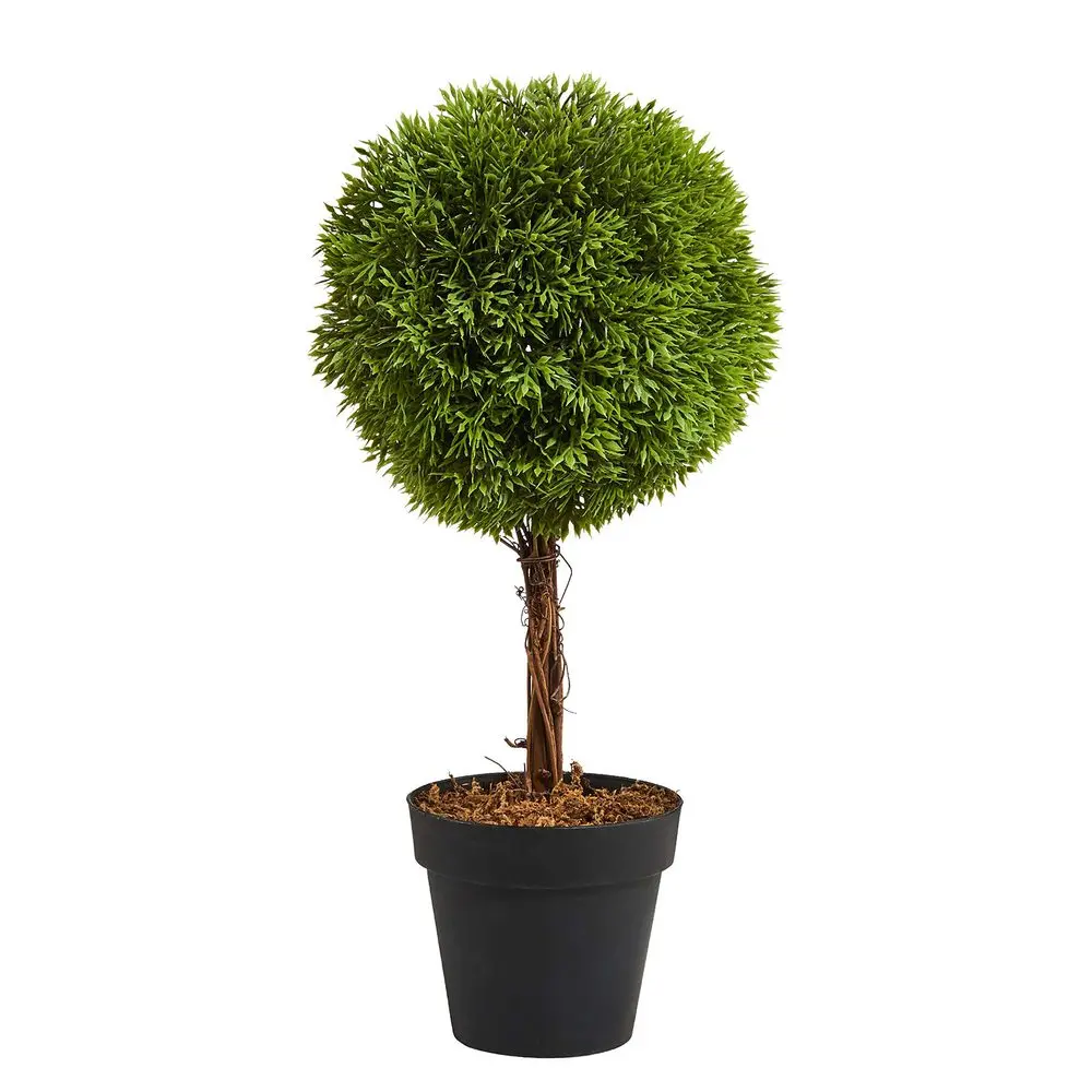 FLORISTA Zimostráz v květináči 35 cm