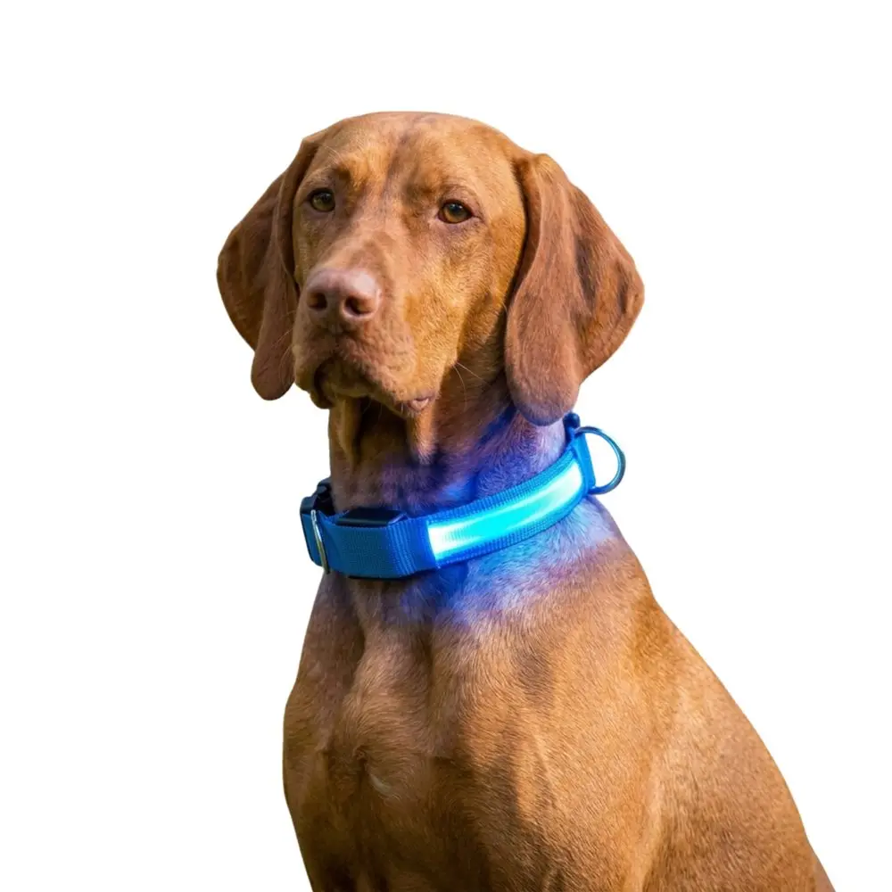 Reedog Colour svíticí obojek pro malé, střední a velké psy - oranžová - 42 - 60 cm | P5953