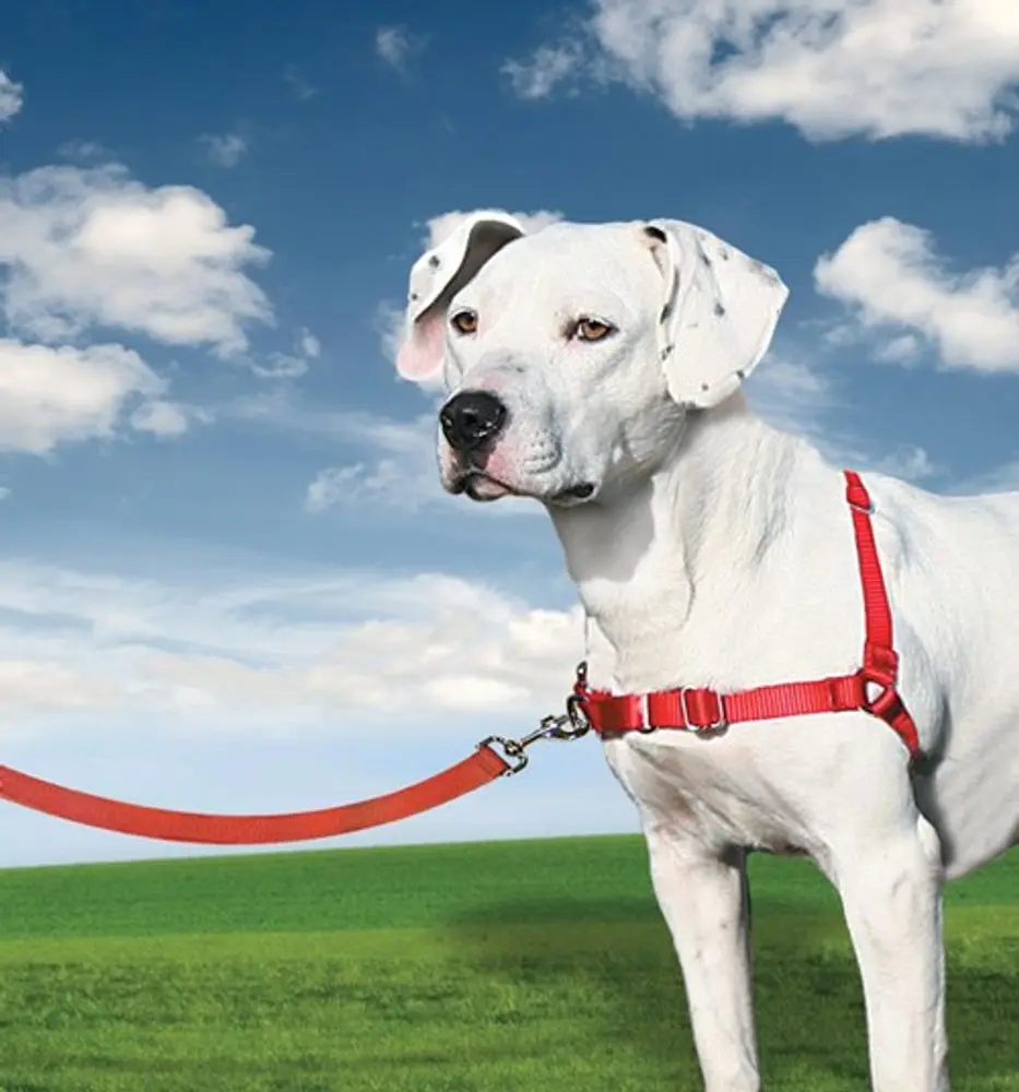 Easy Walk™ Harness | Postroj pro psa proti tahání - malinová - M | P5791