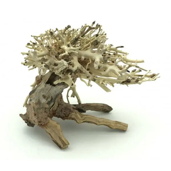 Bonsai Driftwood 15 x 12 x 13 cm č. 13