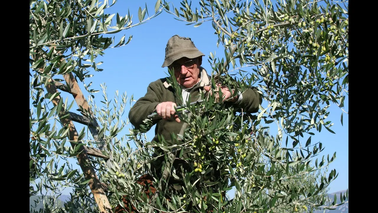 Náhled videa