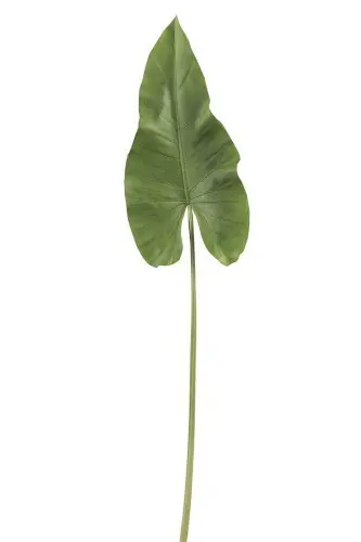 Okrasný list Canna - 94cm J-Line by Jolipa