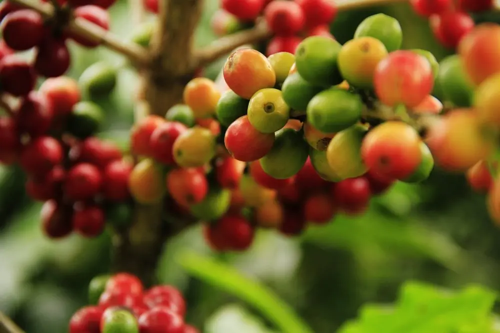 PERU ORGANIC 1000g