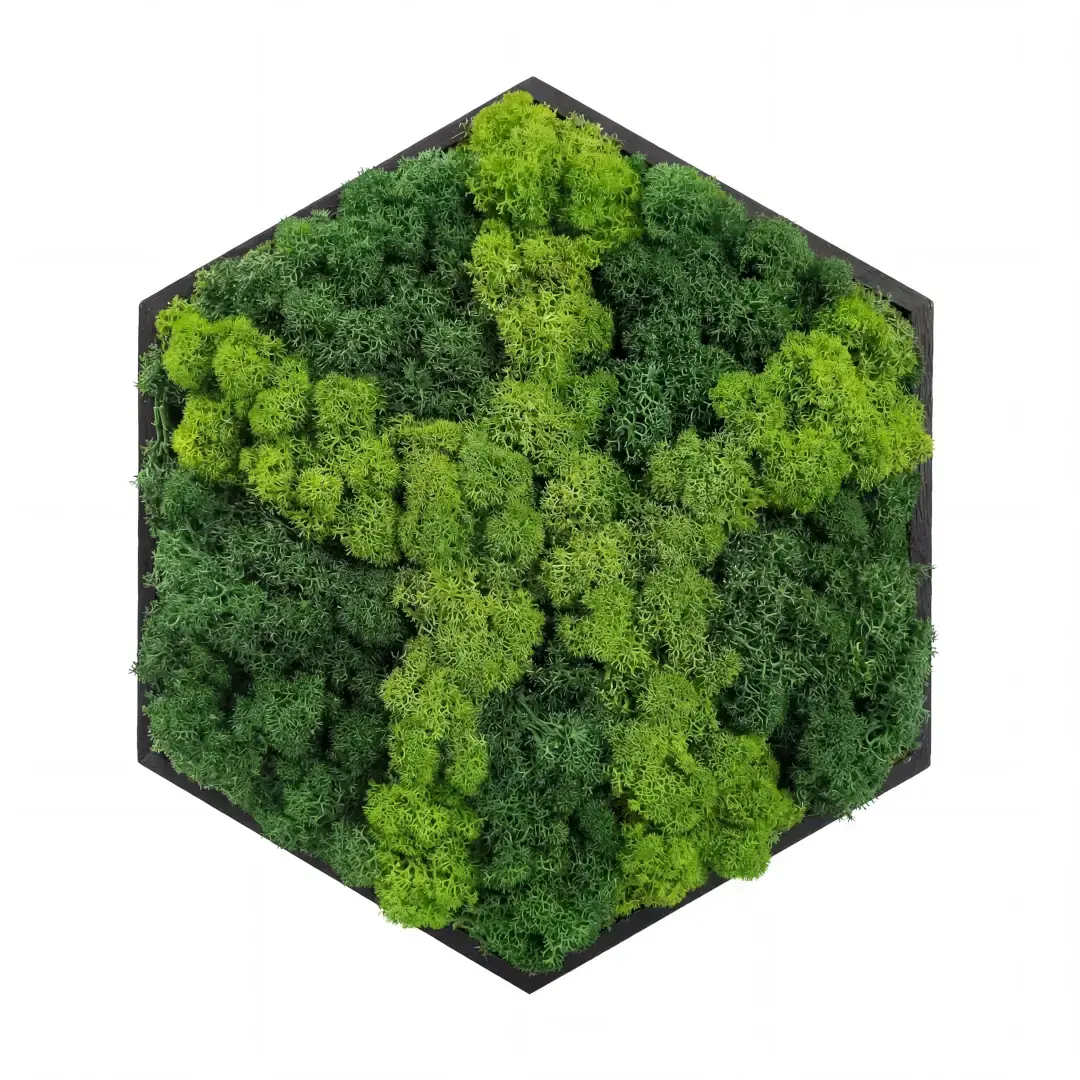 Mechový obraz – Hvězda lesa (30 cm)