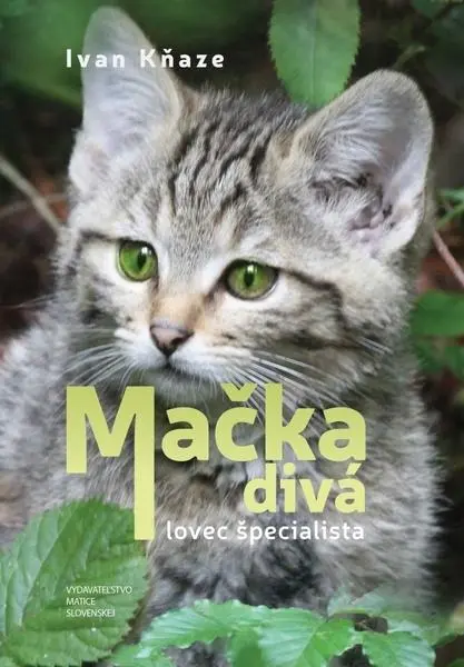 Mačka divá