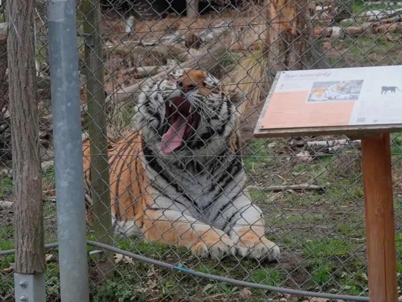Zážitek - Ošetřovatelem v zoo na jeden den + nocování | zážitkový poukaz Zážitky Jihočeský kraj: Od adrenalinu po wellness