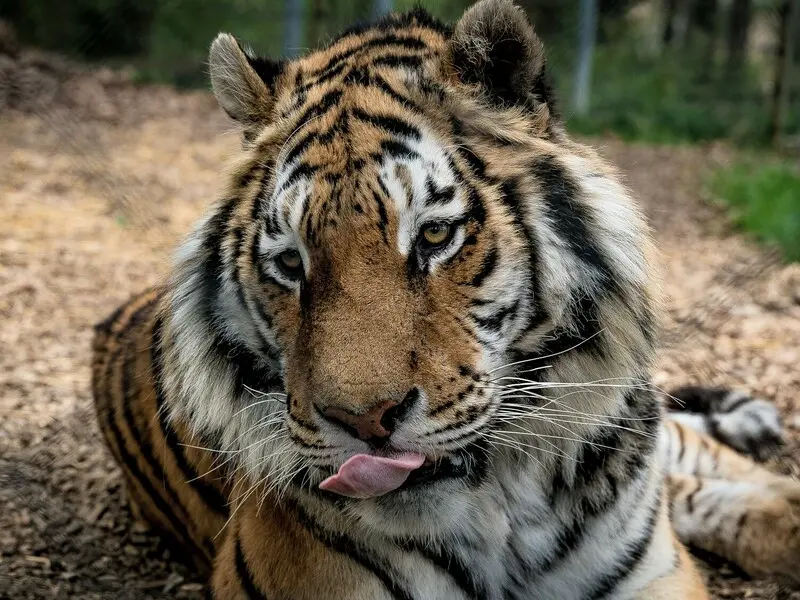 Zážitek - Zážitková noc v zoo Zážitky Jihočeský kraj: Od adrenalinu po wellness