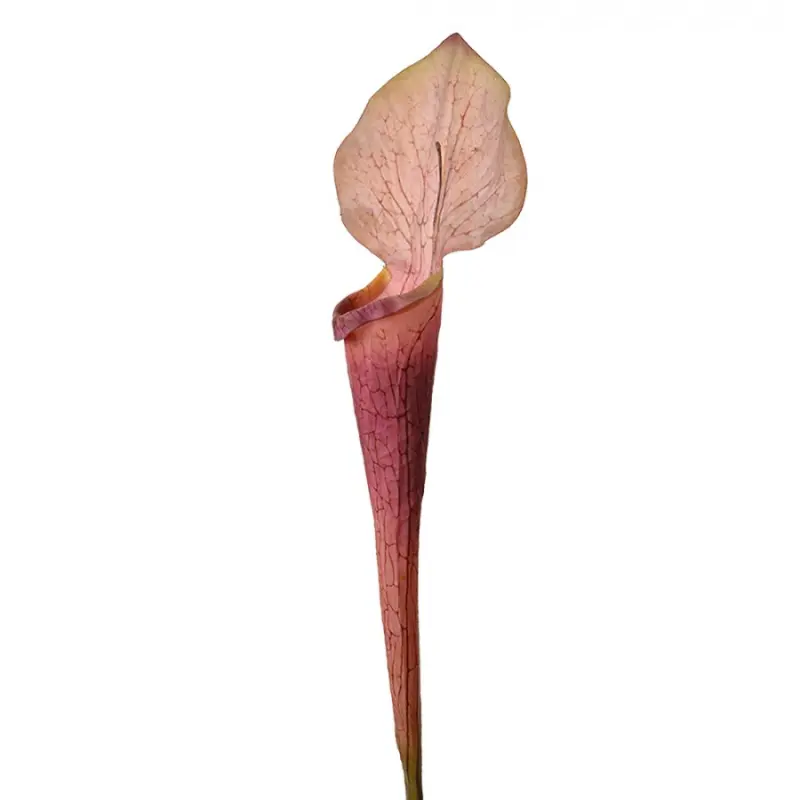 Umělá rostlina růžový květ kaly – 75 cm