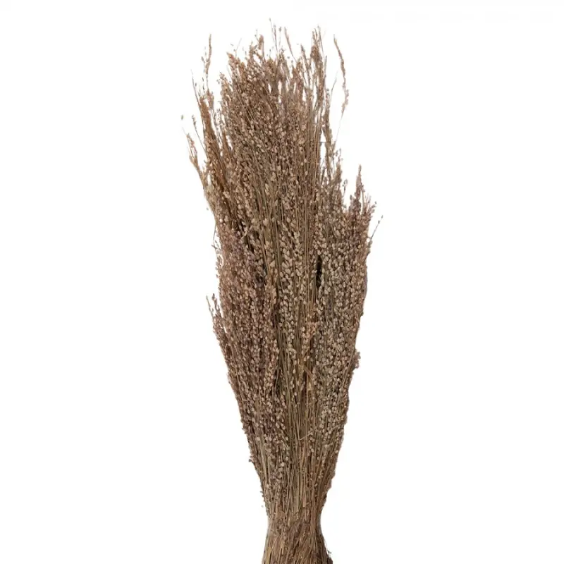 Sušené květy béžové 55 cm (100 gr) – 60 cm
