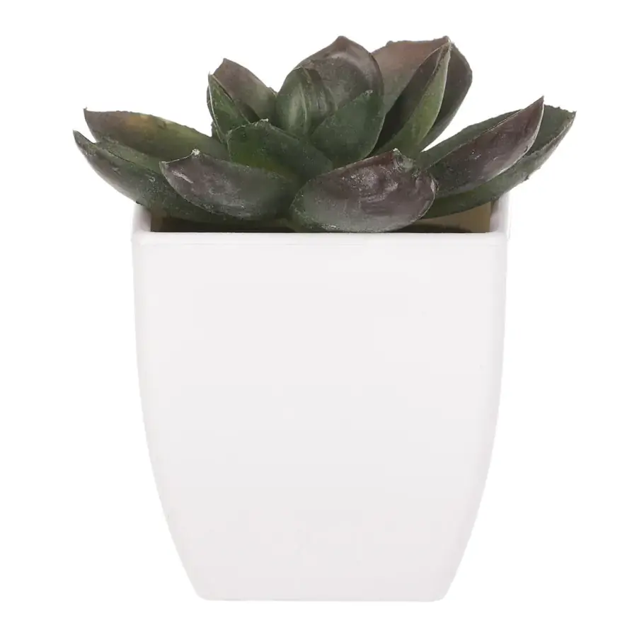 Autronic Sukulent v plastovém obalu NL0009